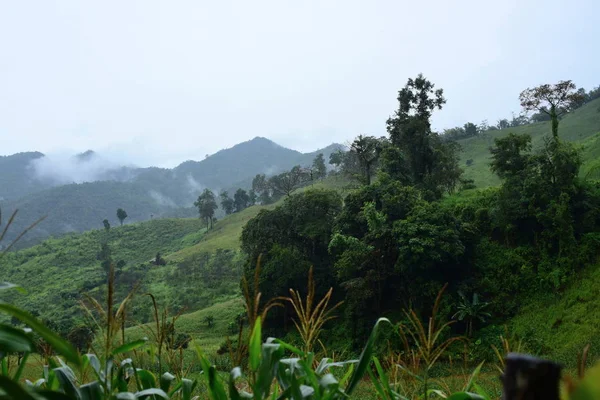 Vista Exuberante Paisaje Montañoso Verde — Foto de Stock