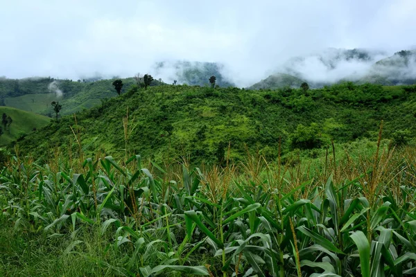 Vista Exuberante Paisaje Montañoso Verde — Foto de Stock