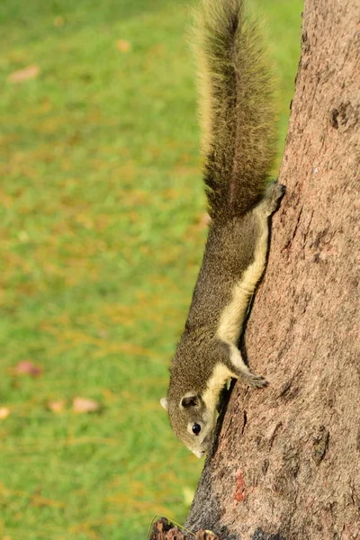 Cute Furry Squirrel Tree Stock Photo