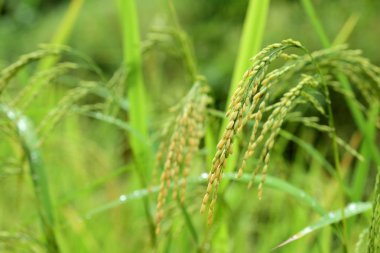 yemyeşil çimlerin yakın plan çekimi