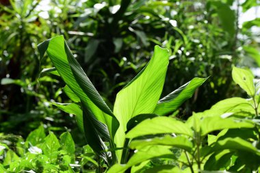yemyeşil çalı yakın çekim