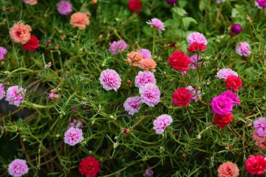 Çiçekler çalılıklarda açıyor, yakın çekim.