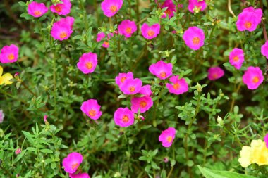 Çiçekler çalılıklarda açıyor, yakın çekim.