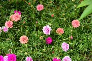 Çiçekler çalılıklarda açıyor, yakın çekim.