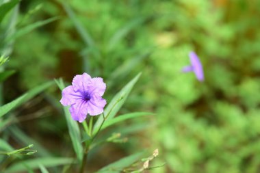 Çiçekler çalılıklarda açıyor, yakın çekim.