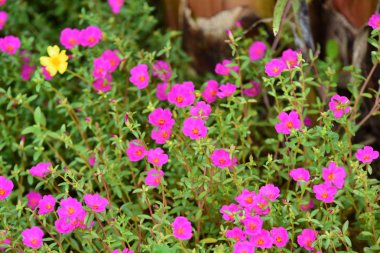 Çiçekler çalılıklarda açıyor, yakın çekim.