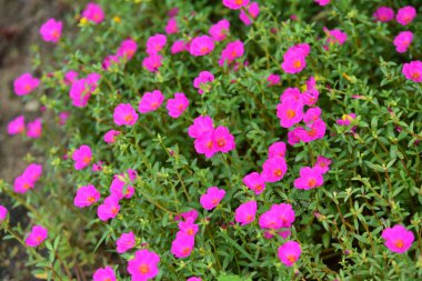 Çiçekler çalılıklarda açıyor, yakın çekim.