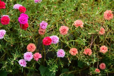 Çiçekler çalılıklarda açıyor, yakın çekim.