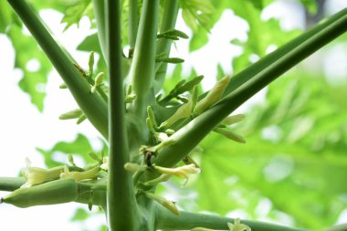 yemyeşil çalı yakın çekim