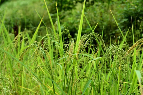 Primer Plano Tiro Hierba Verde Exuberante —  Fotos de Stock