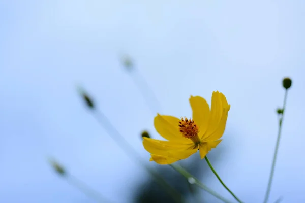 Gelb Blühende Blume Nahaufnahme — Stockfoto