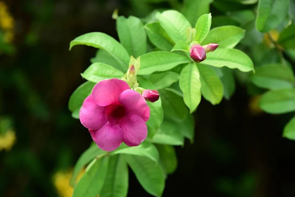 Fleurs Fleurissant Sur Buisson Gros Plan — Photo