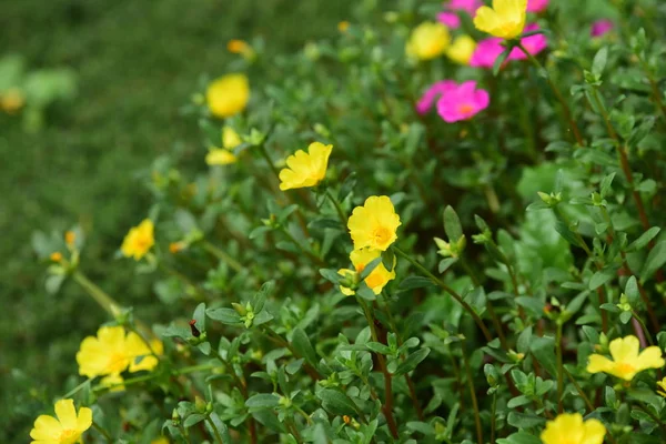 Flores Que Florecen Los Arbustos Tiro Cerca — Foto de Stock