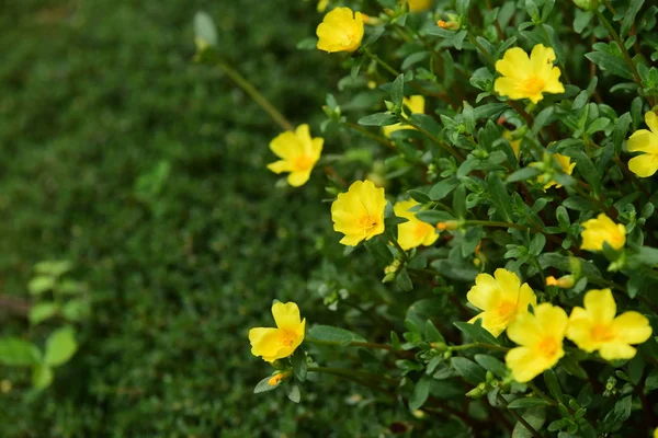 Çiçekler çalılıklarda açıyor, yakın çekim.