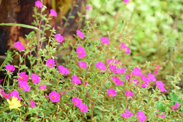 Çiçekler çalılıklarda açıyor, yakın çekim.