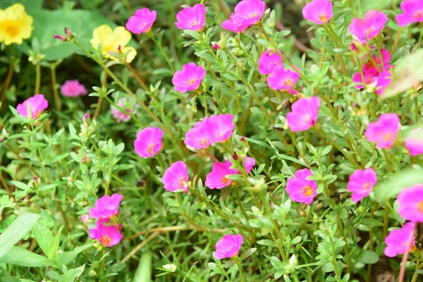 Çiçekler çalılıklarda açıyor, yakın çekim.