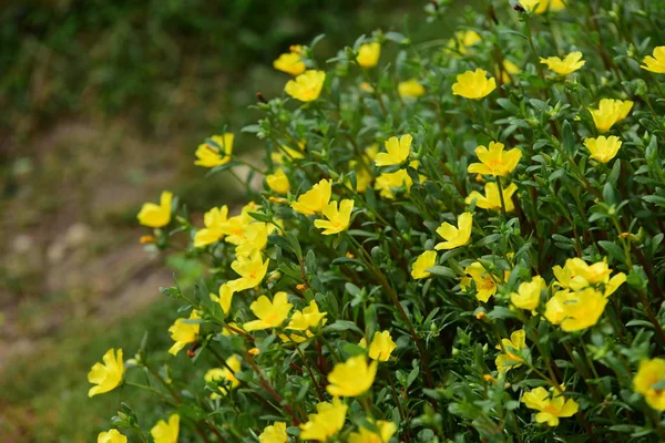 Fleurs Fleurissant Sur Buisson Gros Plan — Photo