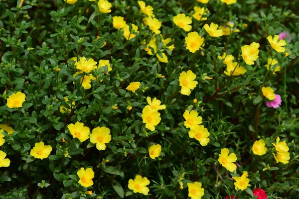 Blumen Blühen Strauch Nahaufnahme — Stockfoto