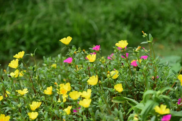 Flores Que Florecen Los Arbustos Tiro Cerca — Foto de Stock