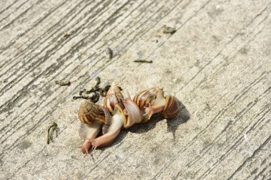 Beton yüzeyde parlak güneş ışığında bir grup salyangoz.