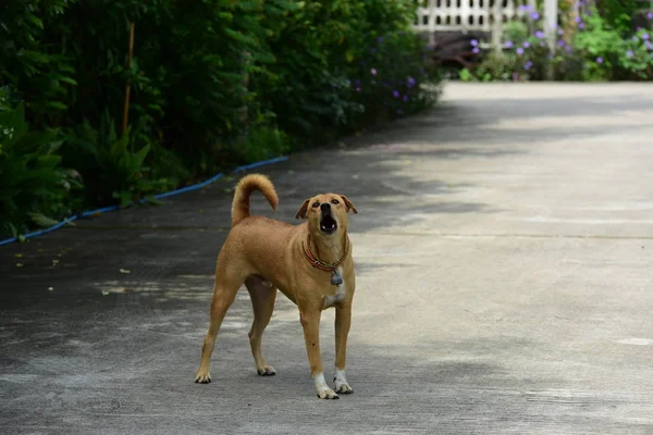 Şehirde Asfalt Yolda Bir Köpek — Stok fotoğraf