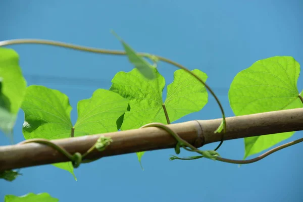 Close Wild Plants Growing Outdoors — Stock fotografie