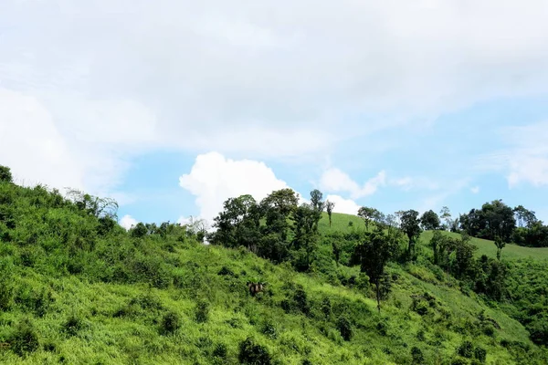 Vista Exuberante Paisaje Montañoso Verde — Foto de Stock