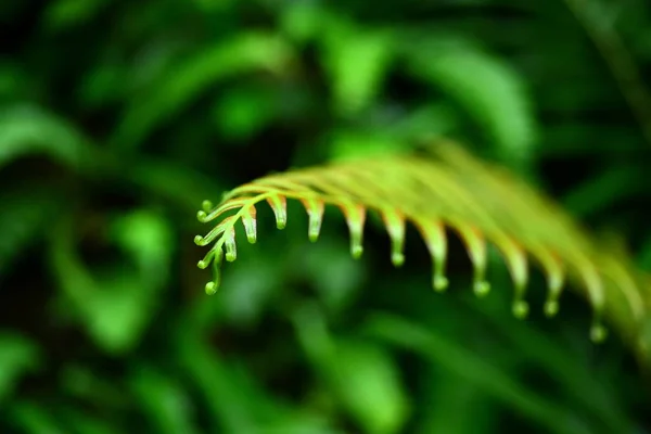 Close Plantas Selvagens Crescendo Livre — Fotografia de Stock