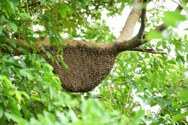 Yeşil orman ağaç gövdesi
