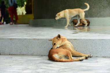 Güzel köpekler dışarıda dinleniyor, hayvan konsepti. 