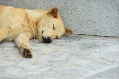 Güzel köpek dışarıda dinleniyor, hayvan konsepti. 