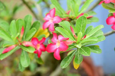 Çiçekler çalılıklarda açıyor, yakın çekim.