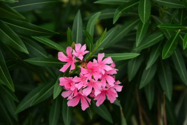 Çiçekler çalılıklarda açıyor, yakın çekim.