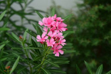 Çiçekler çalılıklarda açıyor, yakın çekim.