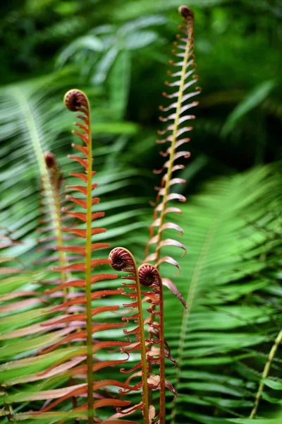 Close Plantas Selvagens Crescendo Livre — Fotografia de Stock