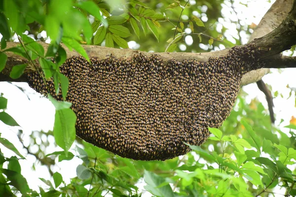 Tronco Árbol Bosque Verde — Foto de Stock