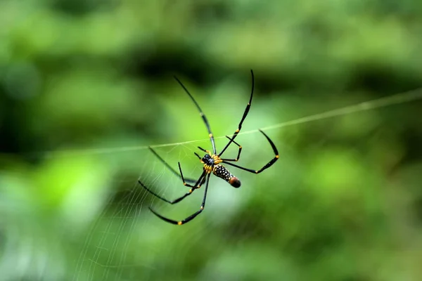 Close Spider Net Wildness Concept — Stock Photo, Image