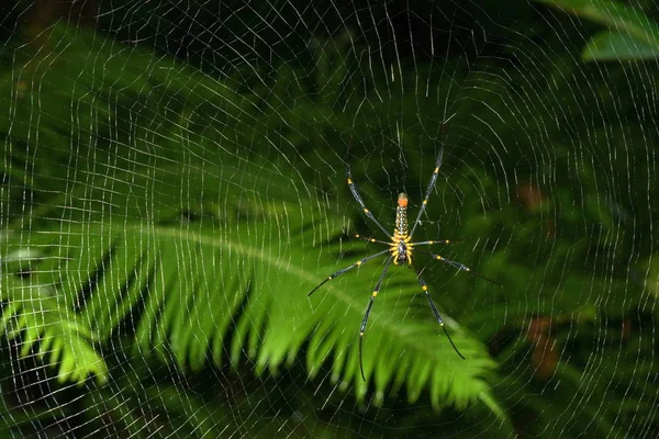 Primer Plano Araña Red Concepto Salvajismo —  Fotos de Stock