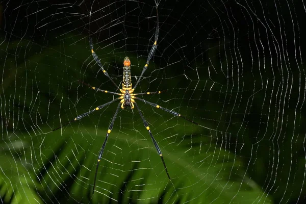 Zblízka Pavouka Síti Koncept Divokosti — Stock fotografie