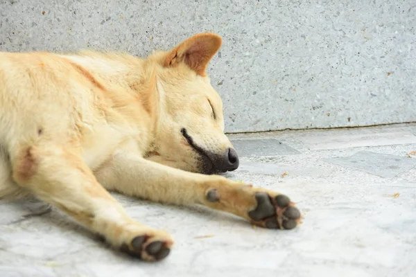 Lindo Perro Descansando Aire Libre Concepto Animal — Foto de Stock