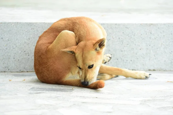 Lindo Perro Descansando Aire Libre Concepto Animal — Foto de Stock