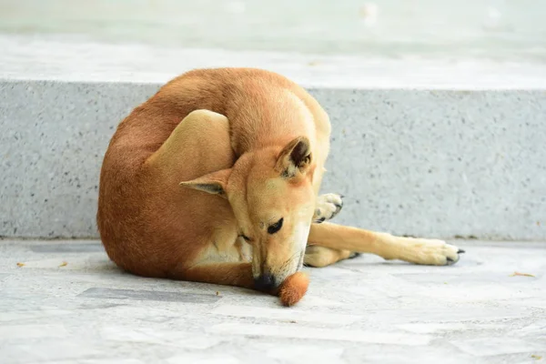 Lindo Perro Descansando Aire Libre Concepto Animal — Foto de Stock