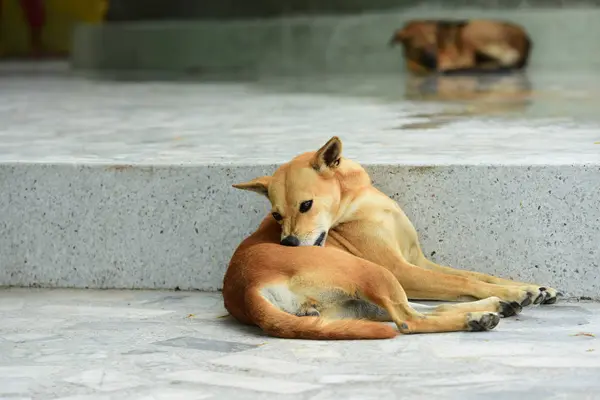 Bonito Cão Descansando Livre Conceito Animal — Fotografia de Stock