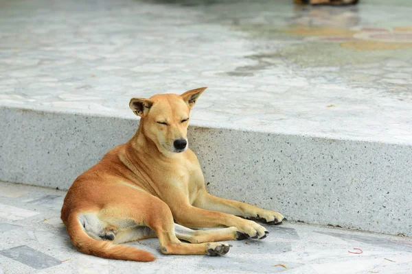 Χαριτωμένο Σκυλί Ανάπαυσης Εξωτερικούς Χώρους Έννοια Των Ζώων — Φωτογραφία Αρχείου