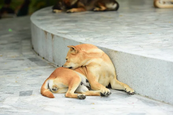 Lindo Perro Descansando Aire Libre Concepto Animal —  Fotos de Stock