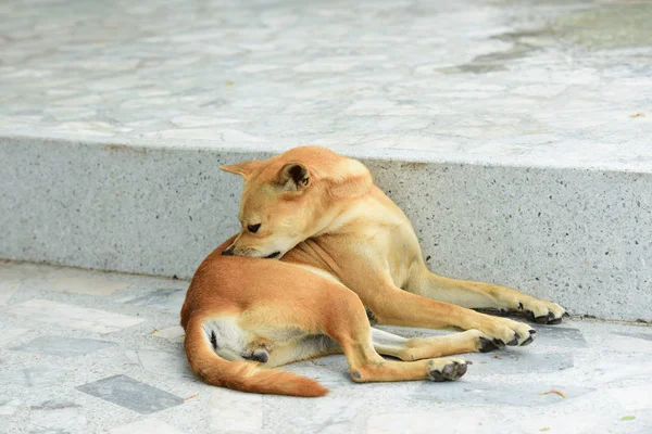 Roztomilý Pes Odpočívající Venku Zvířecí Koncept — Stock fotografie