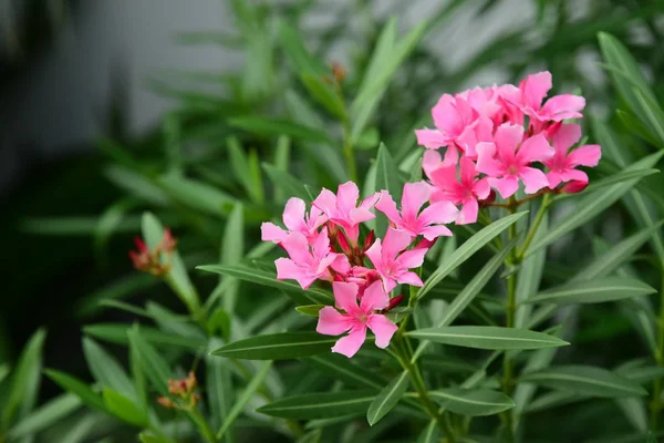 Bloemen Bloeien Bush Close Schot — Stockfoto