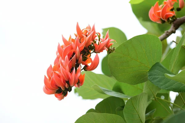 Fleurs Fleurissant Sur Buisson Dans Soleil Éclatant — Photo