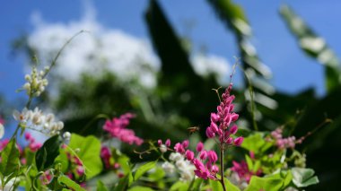 Parlak gün ışığında çalıların üzerinde açan çiçekler.