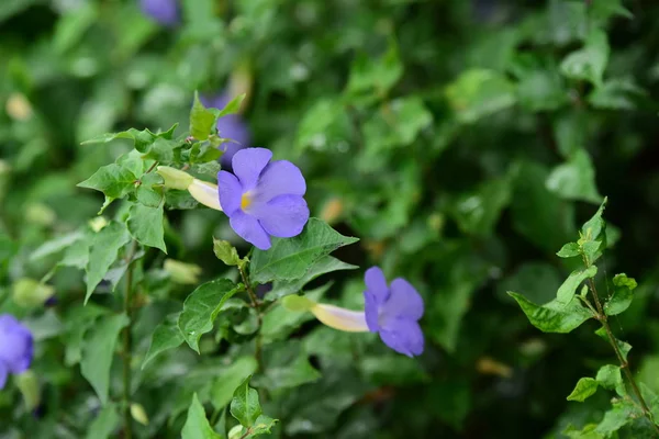 Flores Que Florescem Arbusto Luz Solar Brilhante — Fotografia de Stock